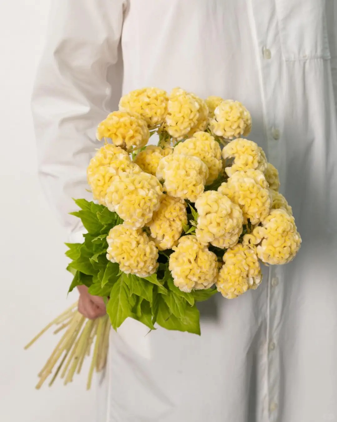 Hoa mào gà: Tưởng quê mùa mà cắm lên lại sang rực rỡ, chơi Tết đẹp mê và hút phú quý vào nhà - Ảnh 18. Hoa mào gà: Tưởng quê mùa mà cắm lên lại sang rực rỡ, chơi Tết đẹp mê và hút phú quý vào nhà - Ảnh 18.