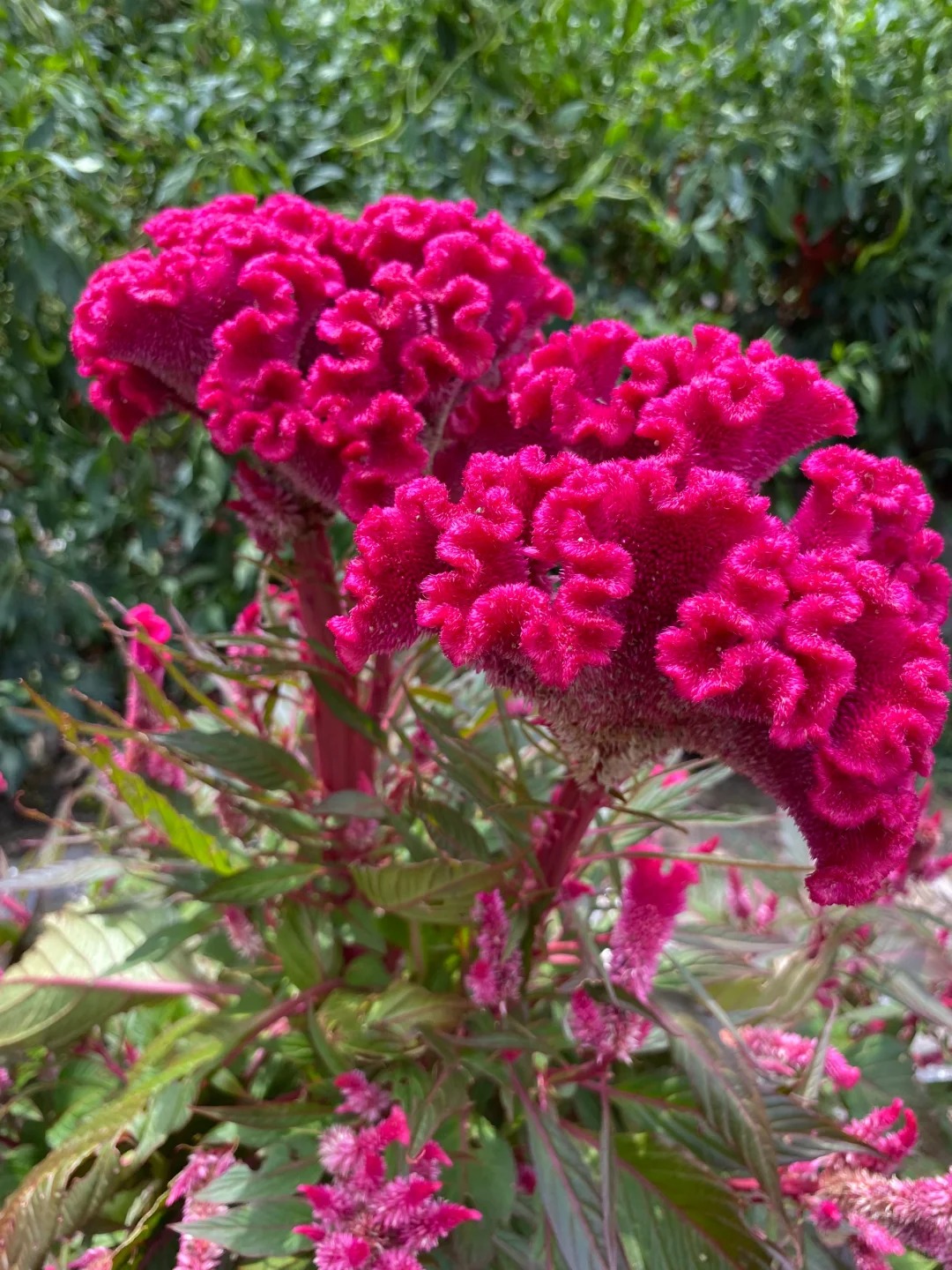 Hoa mào gà: Tưởng quê mùa mà cắm lên lại sang rực rỡ, chơi Tết đẹp mê và hút phú quý vào nhà - Ảnh 2. Hoa mào gà: Tưởng quê mùa mà cắm lên lại sang rực rỡ, chơi Tết đẹp mê và hút phú quý vào nhà - Ảnh 2.