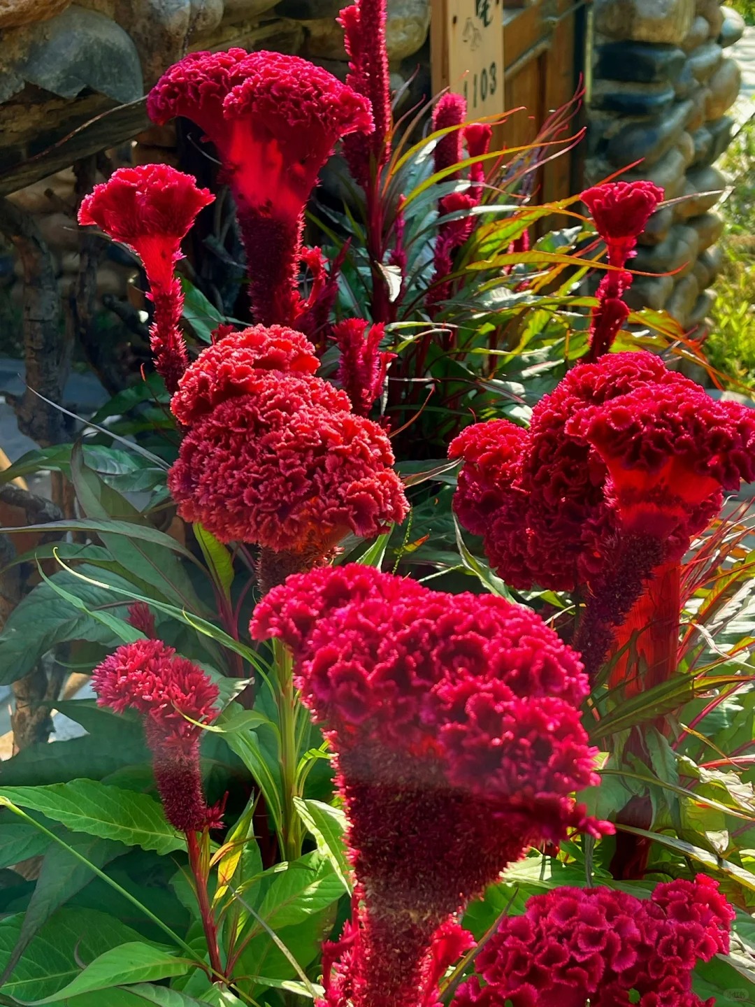 Hoa mào gà: Tưởng quê mùa mà cắm lên lại sang rực rỡ, chơi Tết đẹp mê và hút phú quý vào nhà - Ảnh 3. Hoa mào gà: Tưởng quê mùa mà cắm lên lại sang rực rỡ, chơi Tết đẹp mê và hút phú quý vào nhà - Ảnh 3.