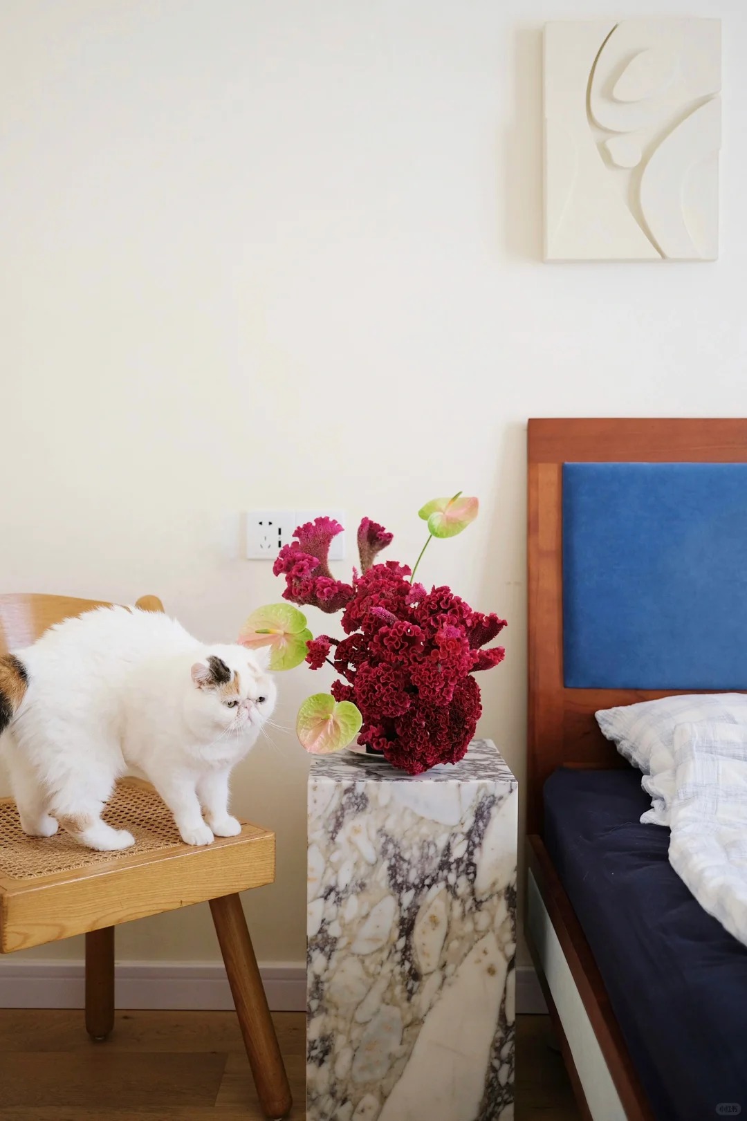 Hoa mào gà: Tưởng quê mùa mà cắm lên lại sang rực rỡ, chơi Tết đẹp mê và hút phú quý vào nhà - Ảnh 15. Hoa mào gà: Tưởng quê mùa mà cắm lên lại sang rực rỡ, chơi Tết đẹp mê và hút phú quý vào nhà - Ảnh 15.