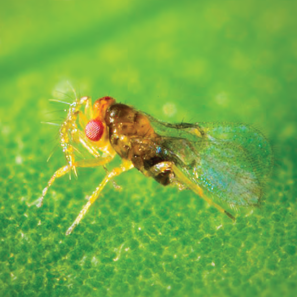 Thả sinh vật chưa đến 1mm ra ruộng mía: Đột phá ý tưởng đưa mía Việt chinh phục Mỹ, EU- Ảnh 2. Thả sinh vật chưa đến 1mm ra ruộng mía: Đột phá ý tưởng đưa mía Việt chinh phục Mỹ, EU- Ảnh 2.