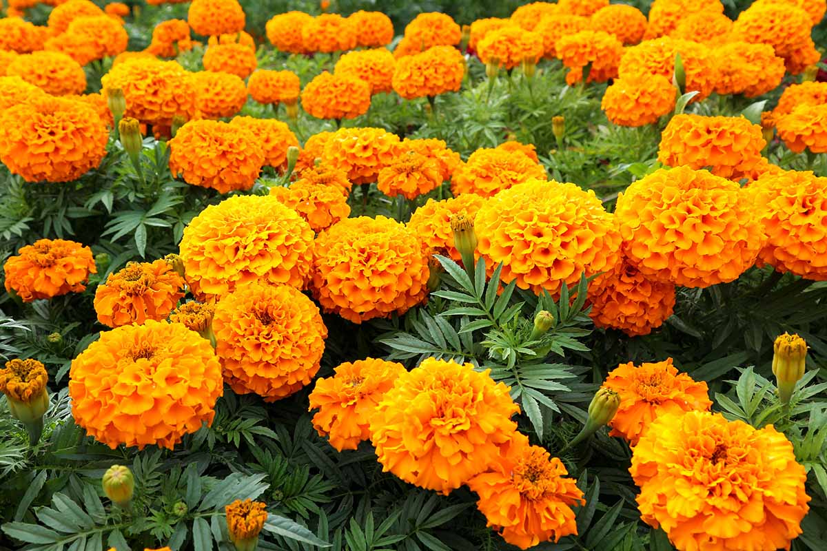 how-to-grow-marigolds-feature-1763355686806-1763355687005748260552.jpg