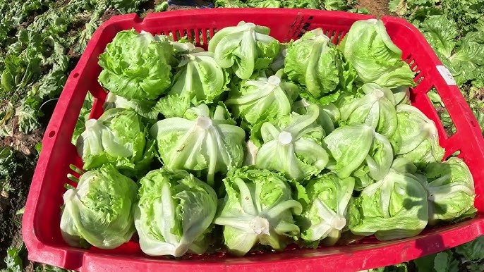 Chị b&aacute;n rau ở chợ đầu mối chia sẻ: 4 loại rau tăng sốc nhất th&aacute;ng n&agrave;y &ndash; v&agrave; 4 m&oacute;n rẻ bằng một nửa để thay thế ngay - Ảnh 3.