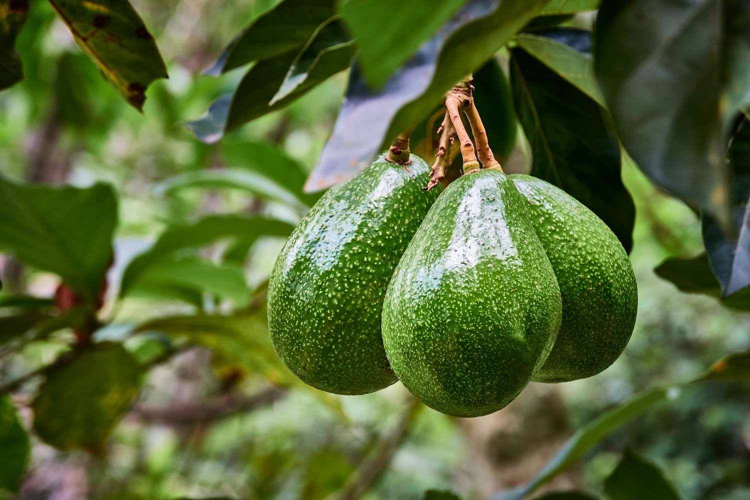 ms-how-to-grow-an-avocado-tree-c5abc315b75f4c8fb9c3135a11c81cbb-176347506358530336521-1763560003693-17635600038932090812531.jpg