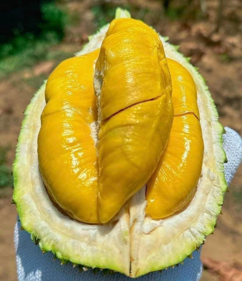 3 sai lầm tai hại khi ăn trái cây sau bữa ăn, nghe thì vô hại nhưng có thể khiến đường huyết tăng vọt, dễ béo dù ăn rất ít- Ảnh 2.