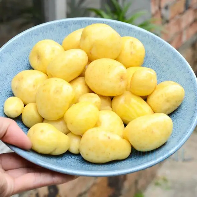 1 củ khoai tây = 10 quả táo, lượng kali gấp 24 lần chuối, ăn đều giúp tim khỏe, da đẹp, đẩy lùi lão hóa!- Ảnh 1. 1 củ khoai tây = 10 quả táo, lượng kali gấp 24 lần chuối, ăn đều giúp tim khỏe, da đẹp, đẩy lùi lão hóa!- Ảnh 1.