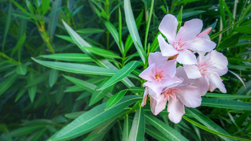 Ông bà ta nói: Đặt 3 loại cây lá mềm trước cửa là “mời xui vào nhà”, càng để lâu càng hao tài - Ảnh 2.