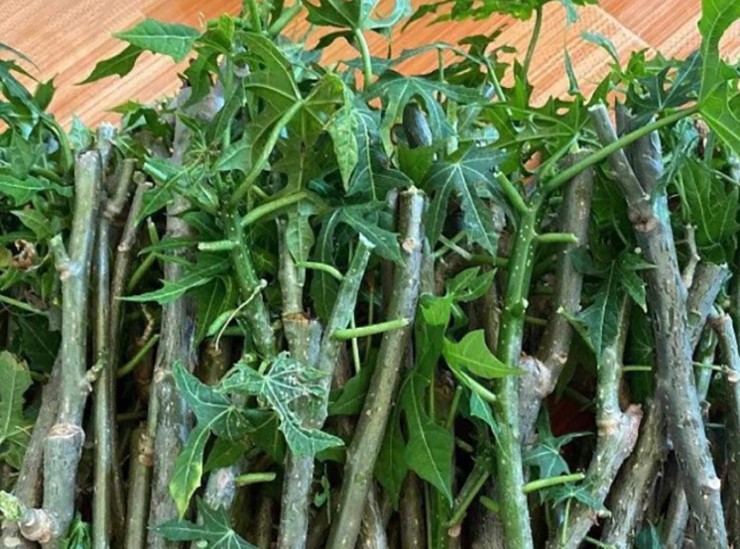 Cây rau nghe tên đã ngọt, trở thành món ăn lạ miệng được nhiều người ưa chuộng - Ảnh 6.