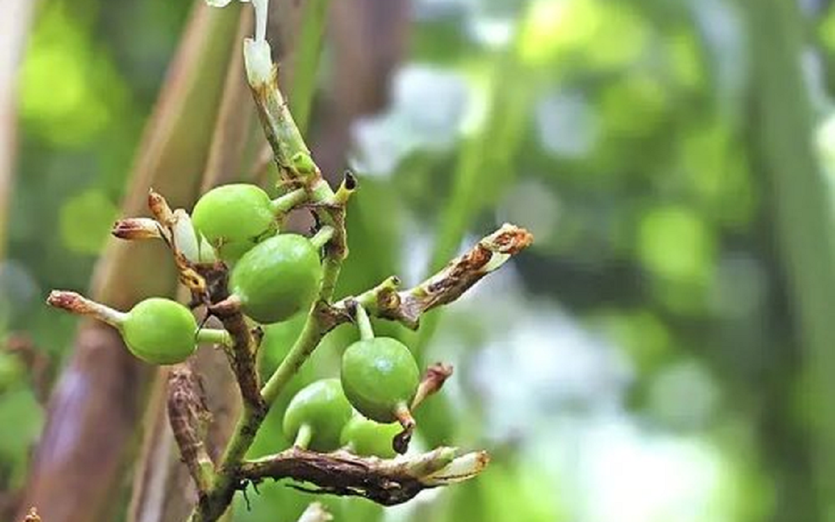 Loại hạt đắt đỏ bậc nhất thế giới, 2 triệu đồng/kg chỉ hơn 10 nước trồng được, ở Việt Nam cũng có - Ảnh 2.