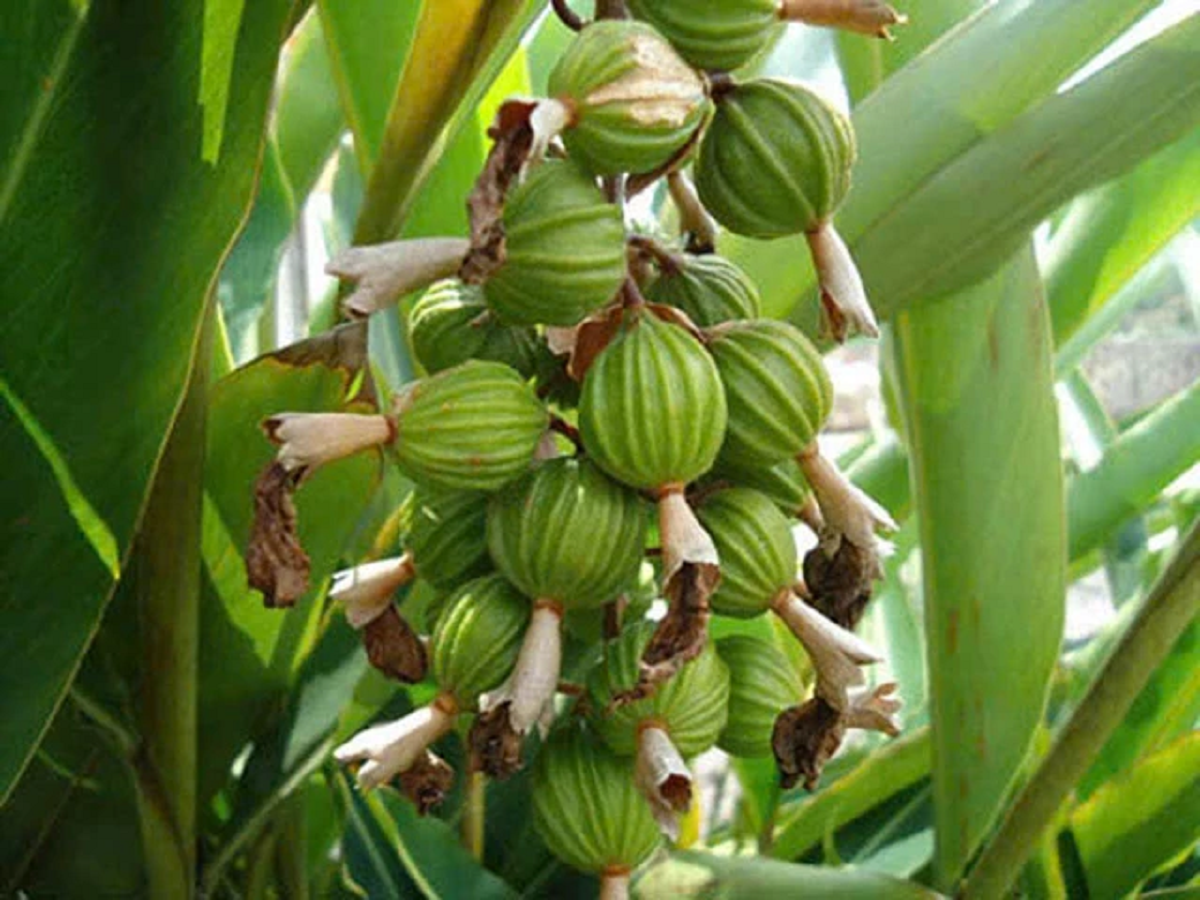 Loại hạt đắt đỏ bậc nhất thế giới, 2 triệu đồng/kg chỉ hơn 10 nước trồng được, ở Việt Nam cũng có - Ảnh 1.