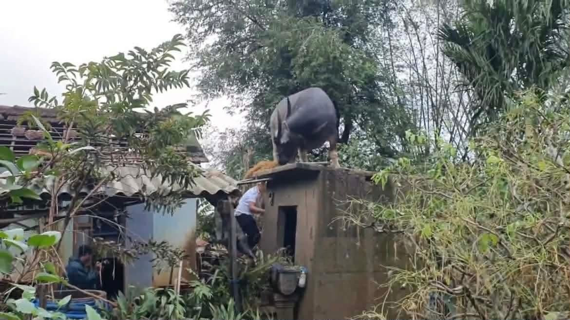 Hình ảnh trâu mắc kẹt trên mái nhà sau lũ tại Đắk Lắk gây chú ý mạng xã hội - Ảnh 1.