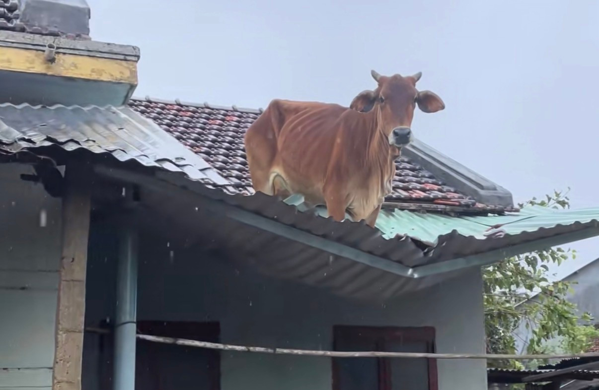 Hình ảnh trâu mắc kẹt trên mái nhà sau lũ tại Đắk Lắk gây chú ý mạng xã hội - Ảnh 2.