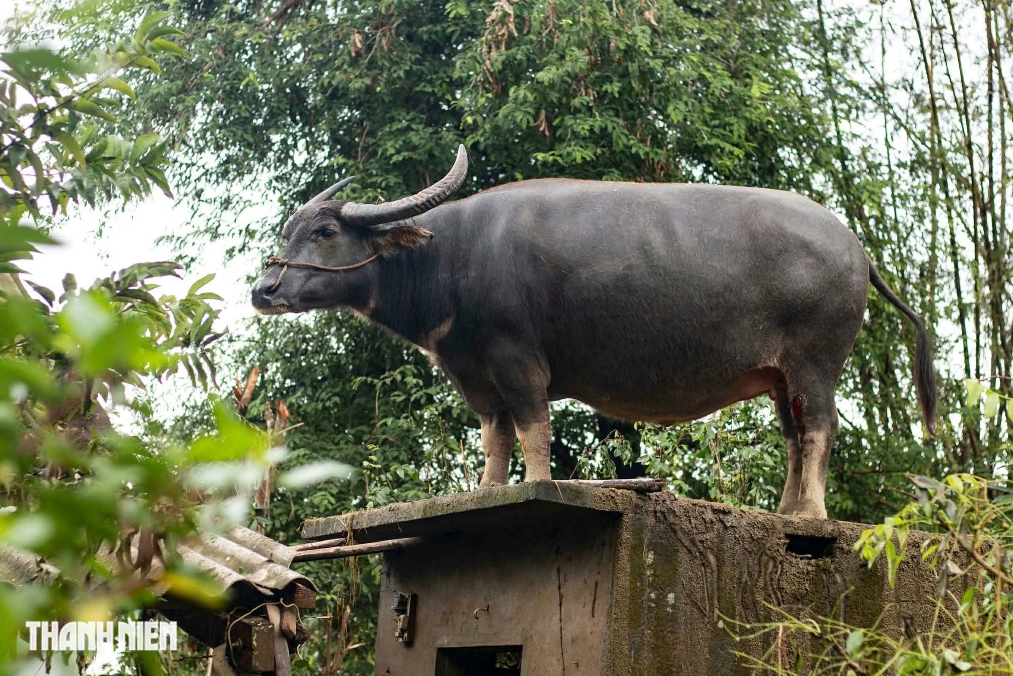 Con trâu mắc kẹt trên mái nhà sau mưa lũ , hành trình giải cứu đầy cảm động - Ảnh 3.