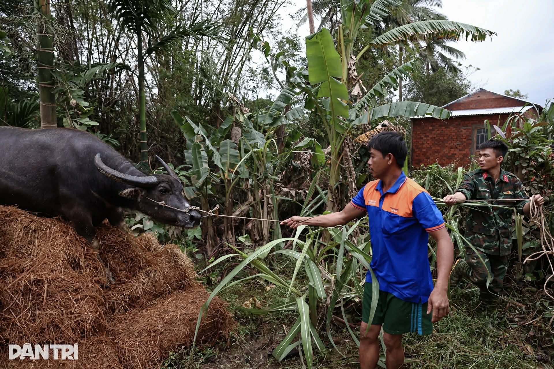 Con trâu mắc kẹt trên mái nhà sau mưa lũ , hành trình giải cứu đầy cảm động - Ảnh 1.
