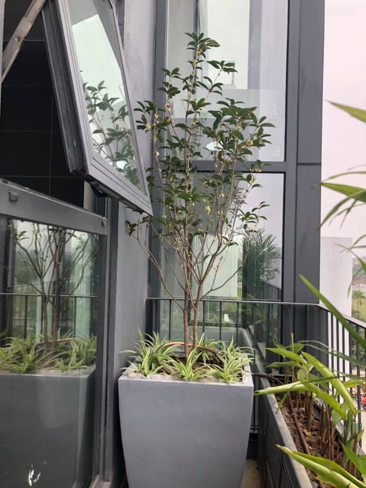 cay-moc-huong-cay-phong-thuy-8-17640479624471577032278-1764049905909-1764049906153617985253.jpg