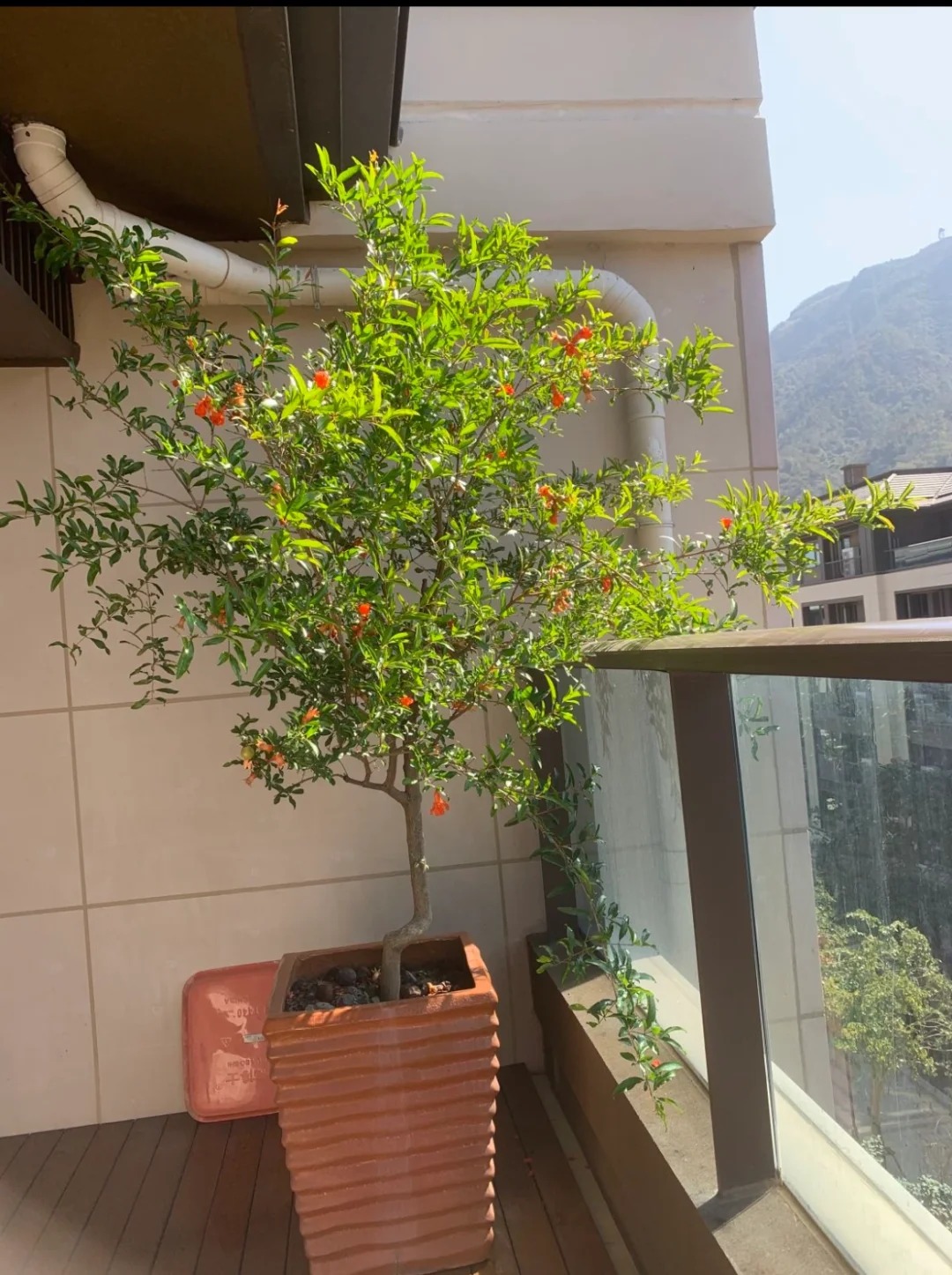 cay-phong-thuy-cay-luu-10-1764046930330137694222-1764049905193-1764049905405876426430.jpg