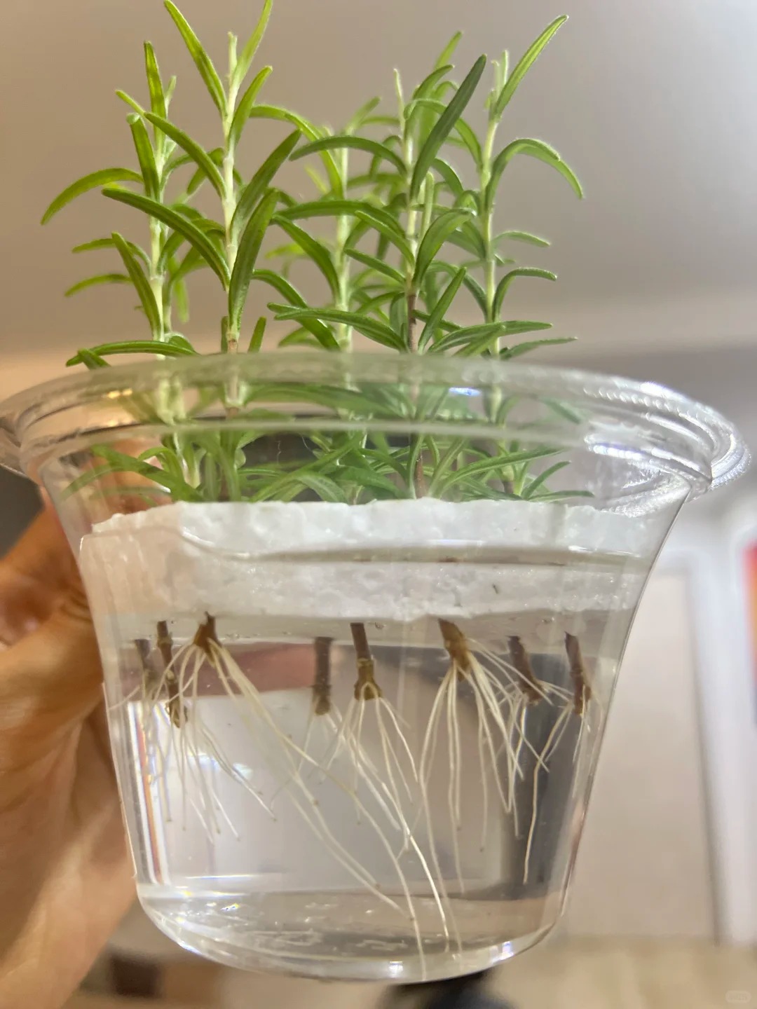 Chán cảnh hương thảo héo queo sau vài ngày, tôi thử trồng thủy canh và cái kết bất ngờ- Ảnh 9.