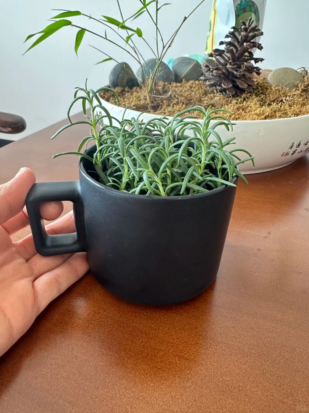 Chán cảnh hương thảo héo queo sau vài ngày, tôi thử trồng thủy canh và cái kết bất ngờ- Ảnh 1.