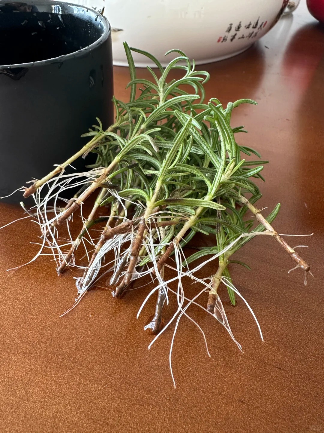 Chán cảnh hương thảo héo queo sau vài ngày, tôi thử trồng thủy canh và cái kết bất ngờ- Ảnh 4.