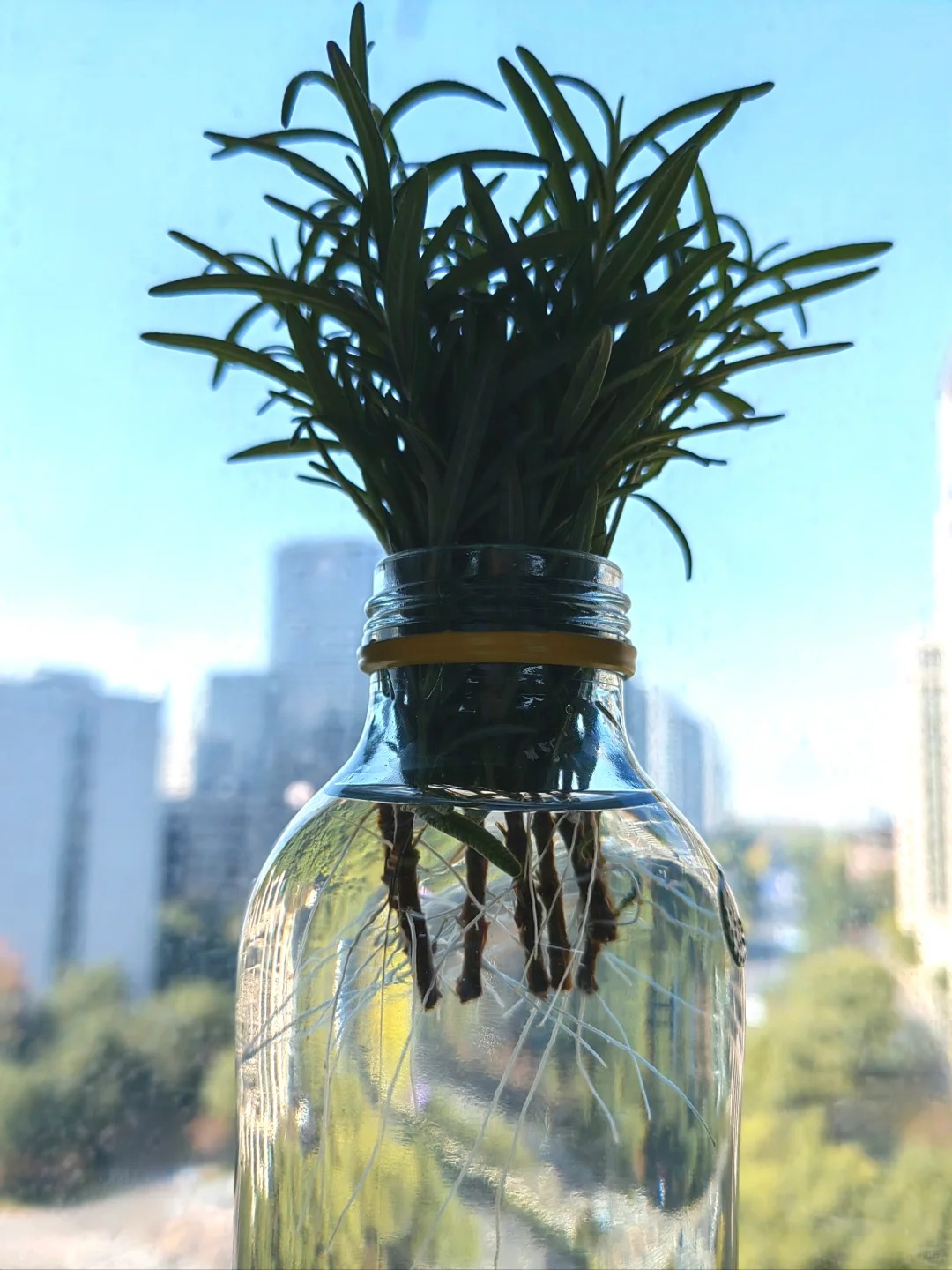 Chán cảnh hương thảo héo queo sau vài ngày, tôi thử trồng thủy canh và cái kết bất ngờ- Ảnh 12.