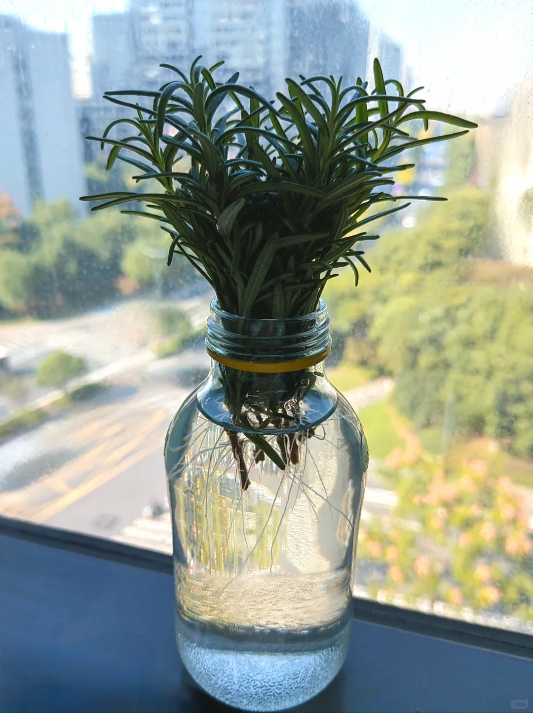 Chán cảnh hương thảo héo queo sau vài ngày, tôi thử trồng thủy canh và cái kết bất ngờ- Ảnh 11.