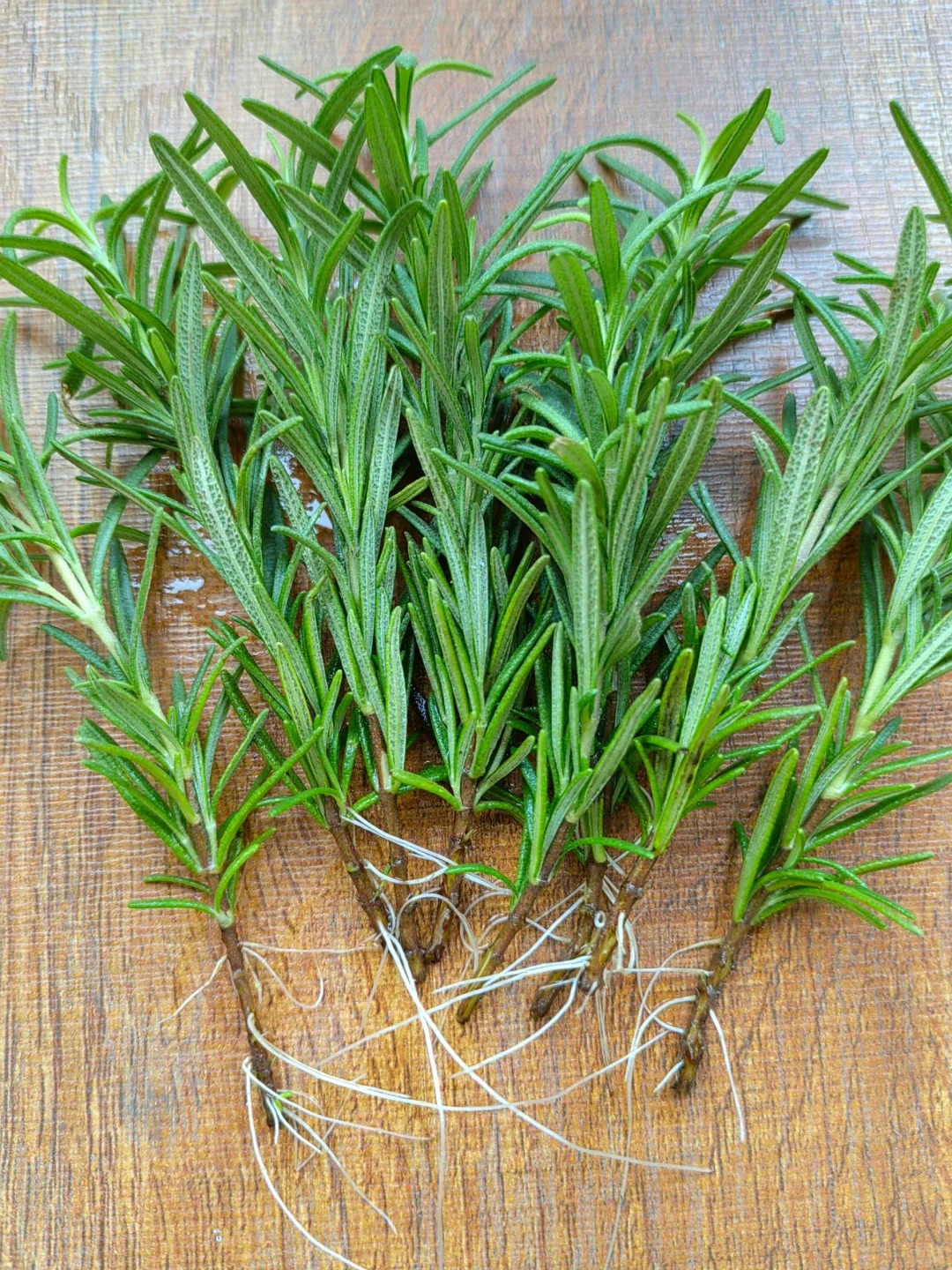 Chán cảnh hương thảo héo queo sau vài ngày, tôi thử trồng thủy canh và cái kết bất ngờ- Ảnh 6.