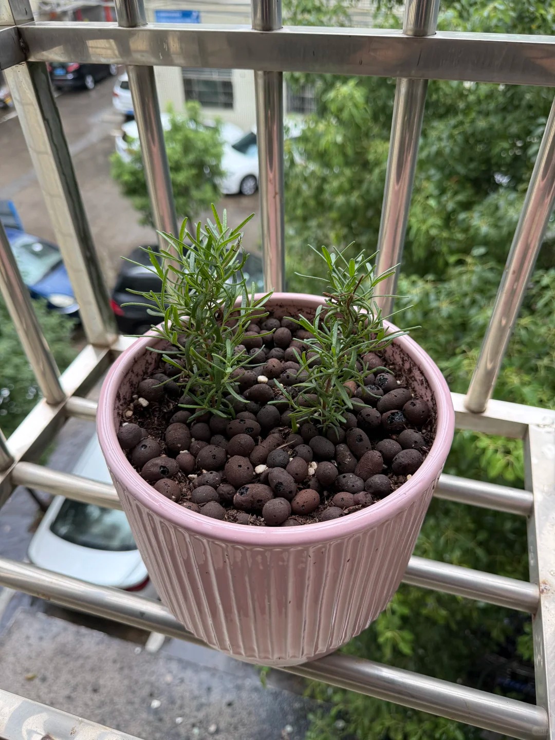 Chán cảnh hương thảo héo queo sau vài ngày, tôi thử trồng thủy canh và cái kết bất ngờ- Ảnh 17.