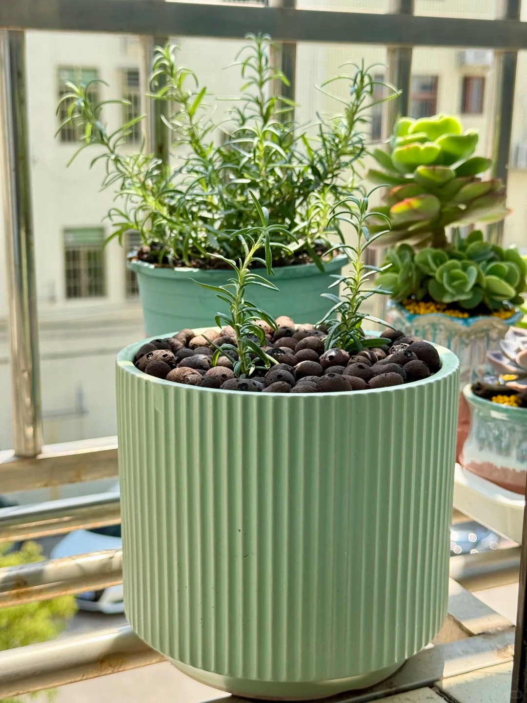 Chán cảnh hương thảo héo queo sau vài ngày, tôi thử trồng thủy canh và cái kết bất ngờ- Ảnh 16.