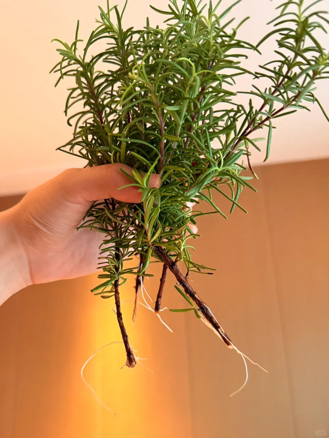 Chán cảnh hương thảo héo queo sau vài ngày, tôi thử trồng thủy canh và cái kết bất ngờ- Ảnh 5.