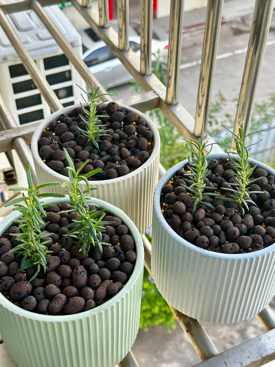 Chán cảnh hương thảo héo queo sau vài ngày, tôi thử trồng thủy canh và cái kết bất ngờ- Ảnh 15.