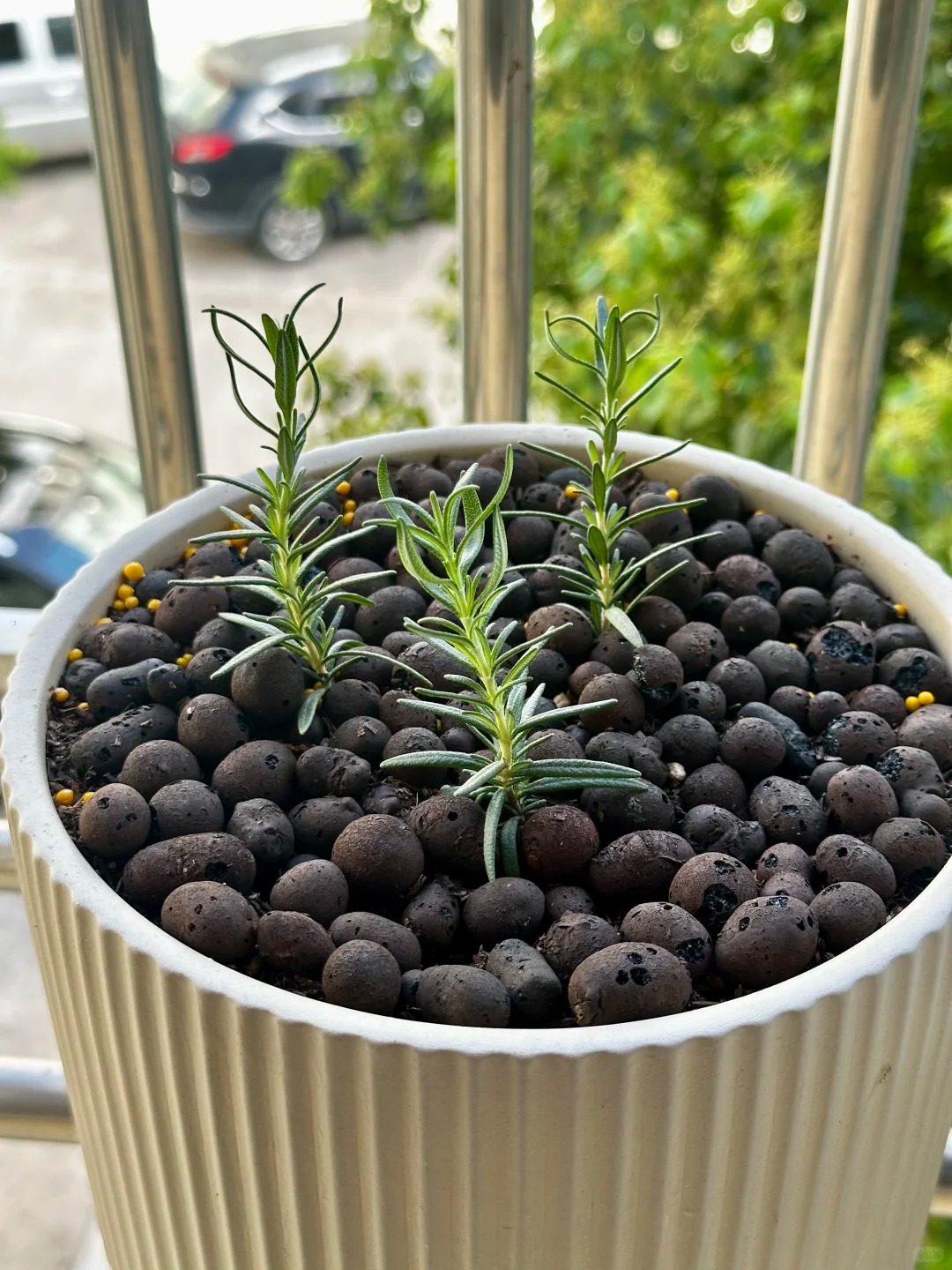 Chán cảnh hương thảo héo queo sau vài ngày, tôi thử trồng thủy canh và cái kết bất ngờ- Ảnh 14.