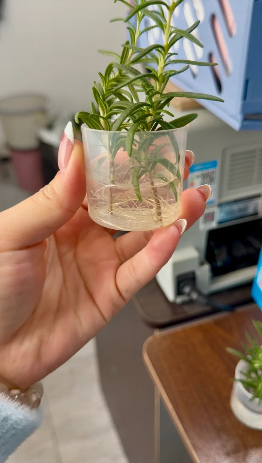 Chán cảnh hương thảo héo queo sau vài ngày, tôi thử trồng thủy canh và cái kết bất ngờ- Ảnh 10.