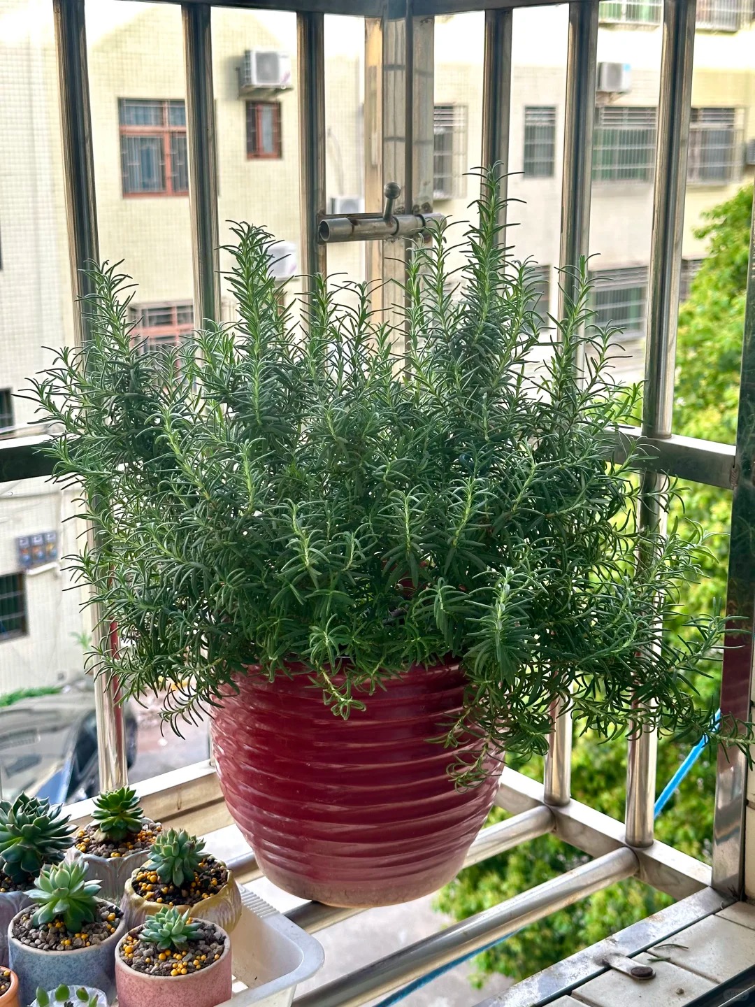 Chán cảnh hương thảo héo queo sau vài ngày, tôi thử trồng thủy canh và cái kết bất ngờ- Ảnh 2.