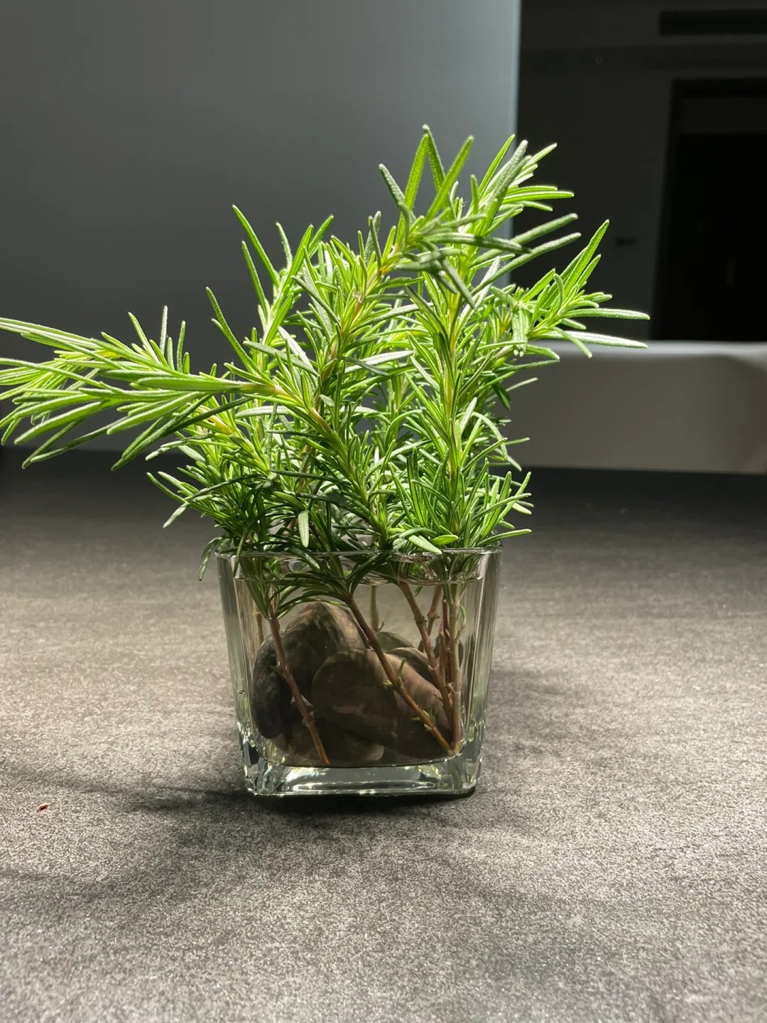 Chán cảnh hương thảo héo queo sau vài ngày, tôi thử trồng thủy canh và cái kết bất ngờ- Ảnh 8.