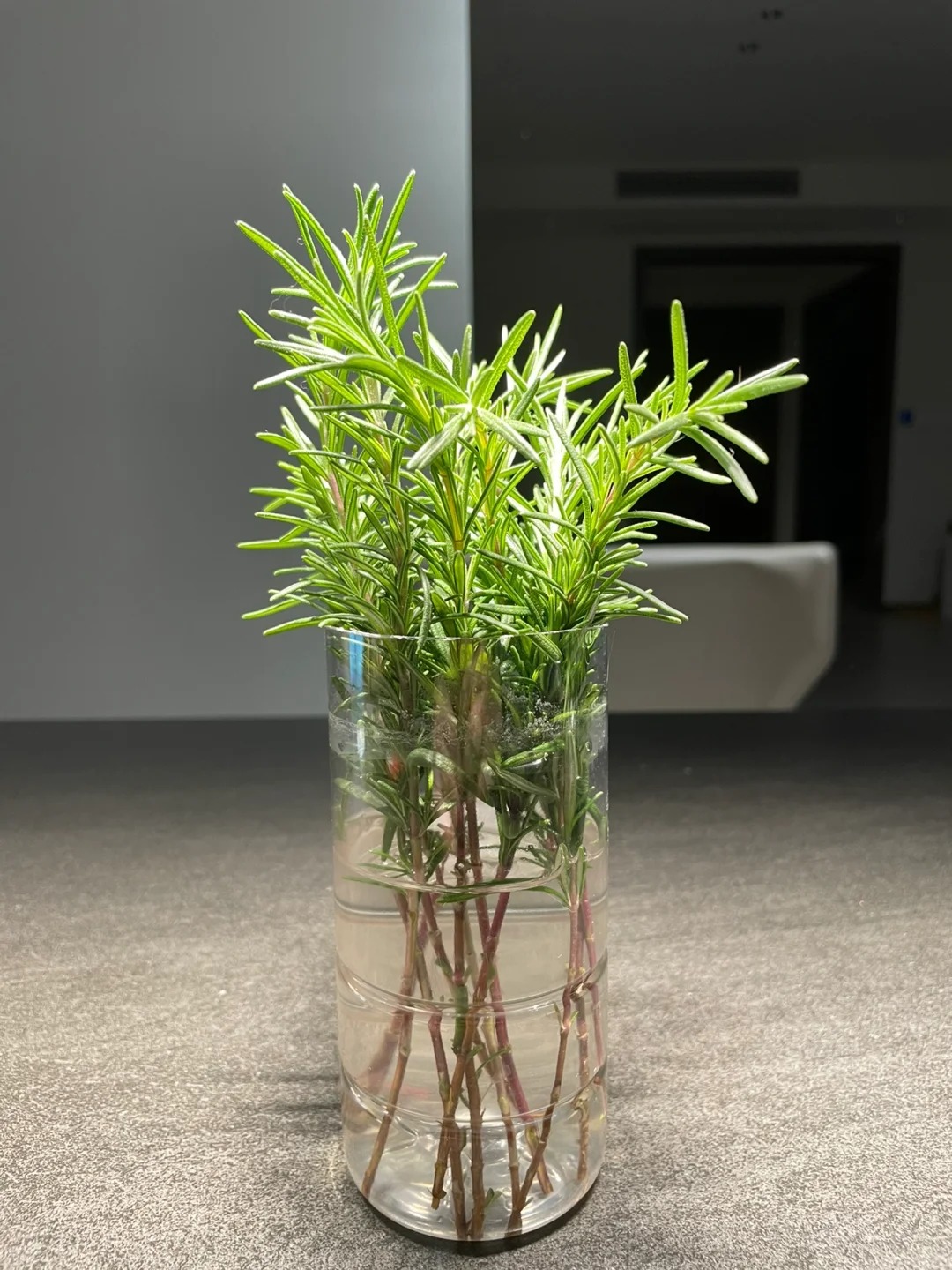 Chán cảnh hương thảo héo queo sau vài ngày, tôi thử trồng thủy canh và cái kết bất ngờ- Ảnh 7.