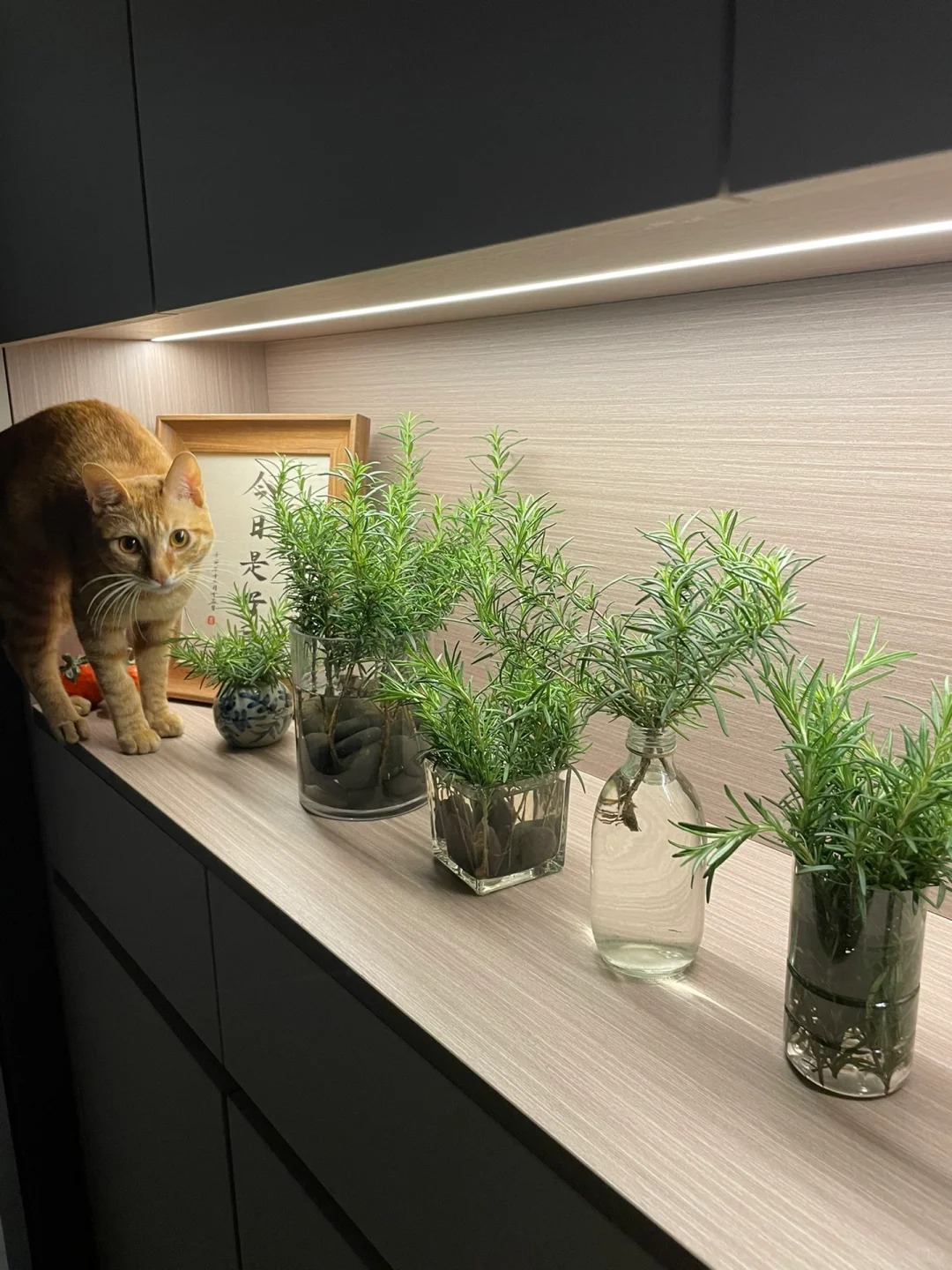 Chán cảnh hương thảo héo queo sau vài ngày, tôi thử trồng thủy canh và cái kết bất ngờ- Ảnh 13.