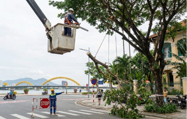 Dịch vụ cắt tỉa cây xanh Đà Nẵng Verdantdn - Khi chặt cây được bảo hiểm và bồi thường - Ảnh 1. Dịch vụ cắt tỉa cây xanh Đà Nẵng Verdantdn - Khi chặt cây được bảo hiểm và bồi thường - Ảnh 1.