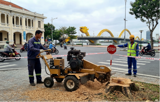 Dịch vụ cắt tỉa cây xanh Đà Nẵng Verdantdn - Khi chặt cây được bảo hiểm và bồi thường - Ảnh 2. Dịch vụ cắt tỉa cây xanh Đà Nẵng Verdantdn - Khi chặt cây được bảo hiểm và bồi thường - Ảnh 2.