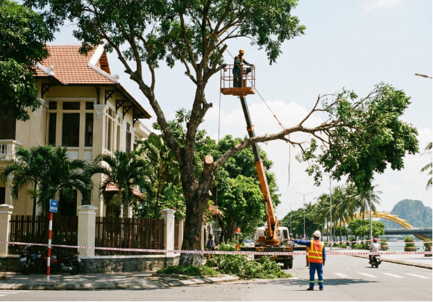 Dịch vụ cắt tỉa cây xanh Đà Nẵng Verdantdn - Khi chặt cây được bảo hiểm và bồi thường - Ảnh 3. Dịch vụ cắt tỉa cây xanh Đà Nẵng Verdantdn - Khi chặt cây được bảo hiểm và bồi thường - Ảnh 3.