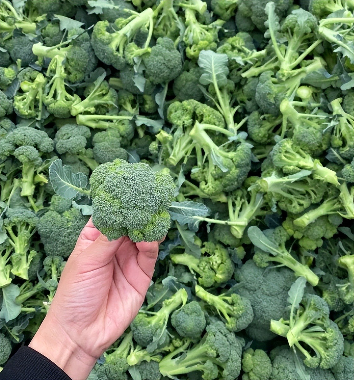 5 loại rau tốt ngang nhân sâm mùa này, đi chợ thấy phải MUA ngay- Ảnh 4.