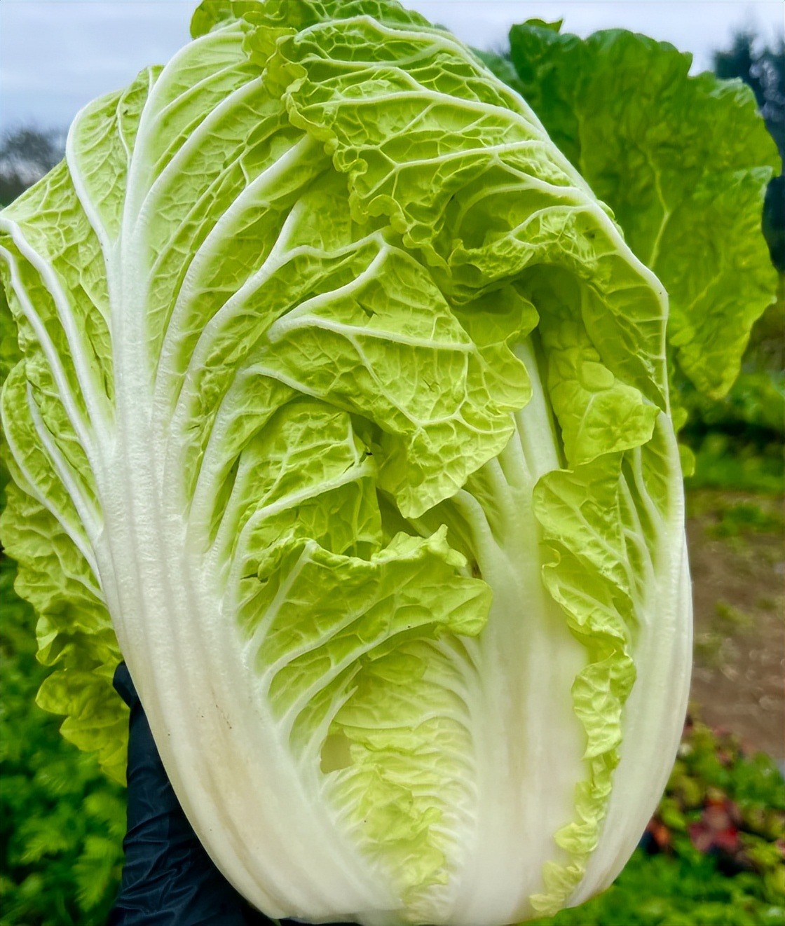 5 loại rau tốt ngang nhân sâm mùa này, đi chợ thấy phải MUA ngay- Ảnh 2.