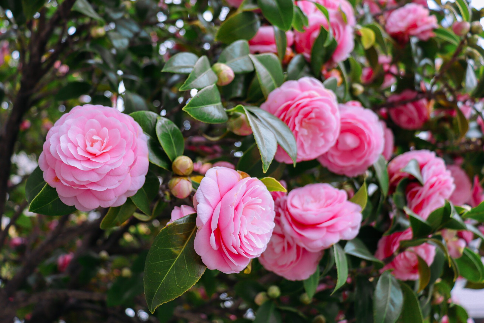 camellia-japonica-1-17640549155001109132509-1764121723255-1764121723709623723755.jpg