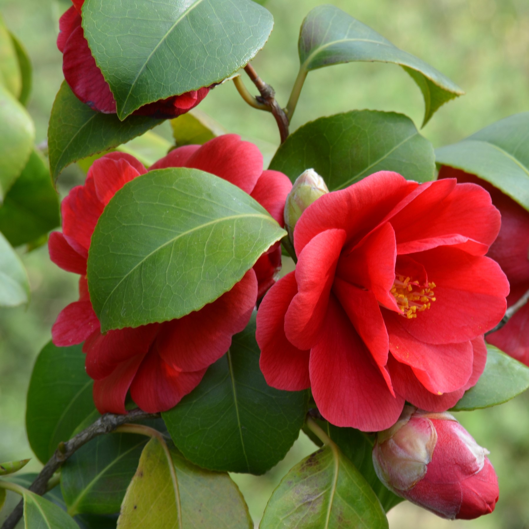 camellia-japonica-squared-176405434792743825250-1764121721785-17641217226211564259994.jpeg