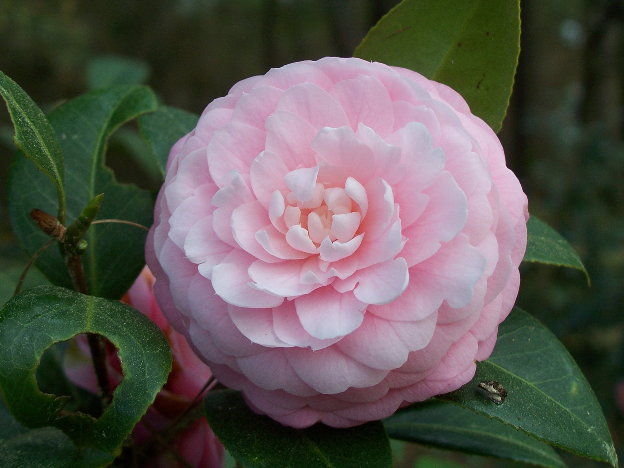 camelliajaponicapinkperfectionde21024x10242x-1764054186781937383160-1764121716053-1764121716648609809458.jpg