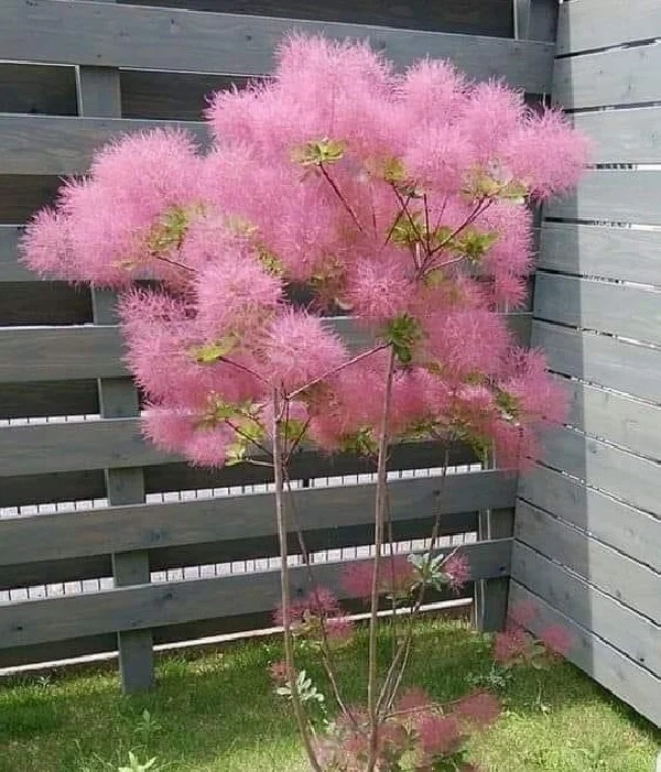cay-khoi-smoke-bush-15-1764147321023443480681-1764148874004-17641488743601055279993-1764152427804-1764152428091473854707.jpg