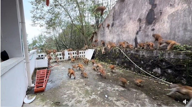 Hàng trăm con khỉ bất ngờ lao xuống núi với tốc độ chóng mặt: Hiện tượng lạ khiến người dân hoang mang- Ảnh 4.