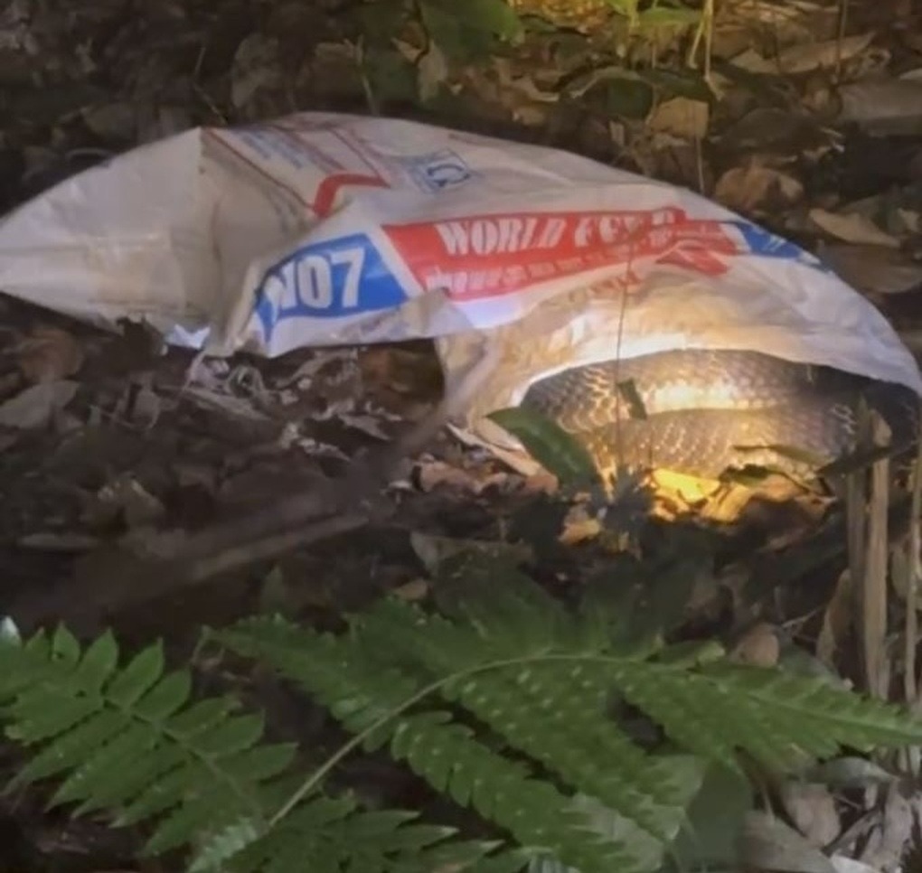 Rắn hổ mang chúa nặng 7 kg bất ngờ xuất hiện trong khu dân cư - Ảnh 1.