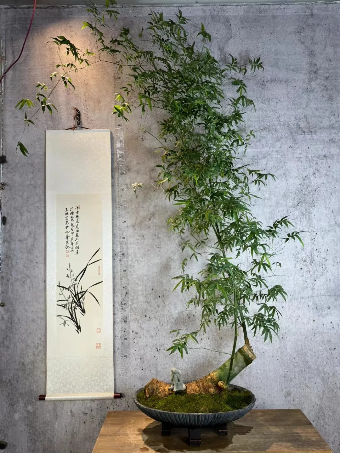 Tre ảnh hưởng gì tới nhà ở? cách trồng tre đúng chỗ cho không gian sống thêm may mắn - Ảnh 10.