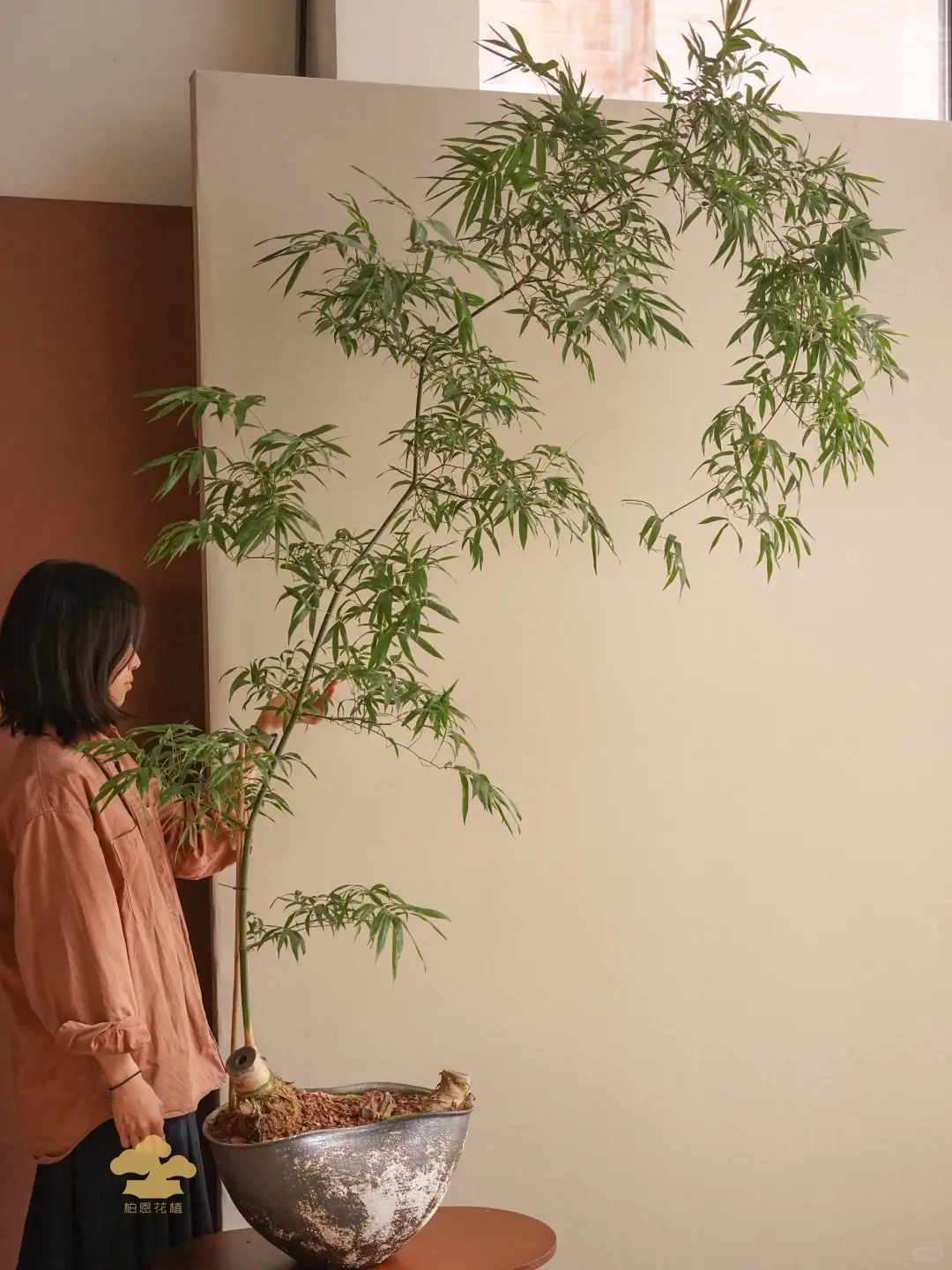 Tre ảnh hưởng gì tới nhà ở? cách trồng tre đúng chỗ cho không gian sống thêm may mắn - Ảnh 4.