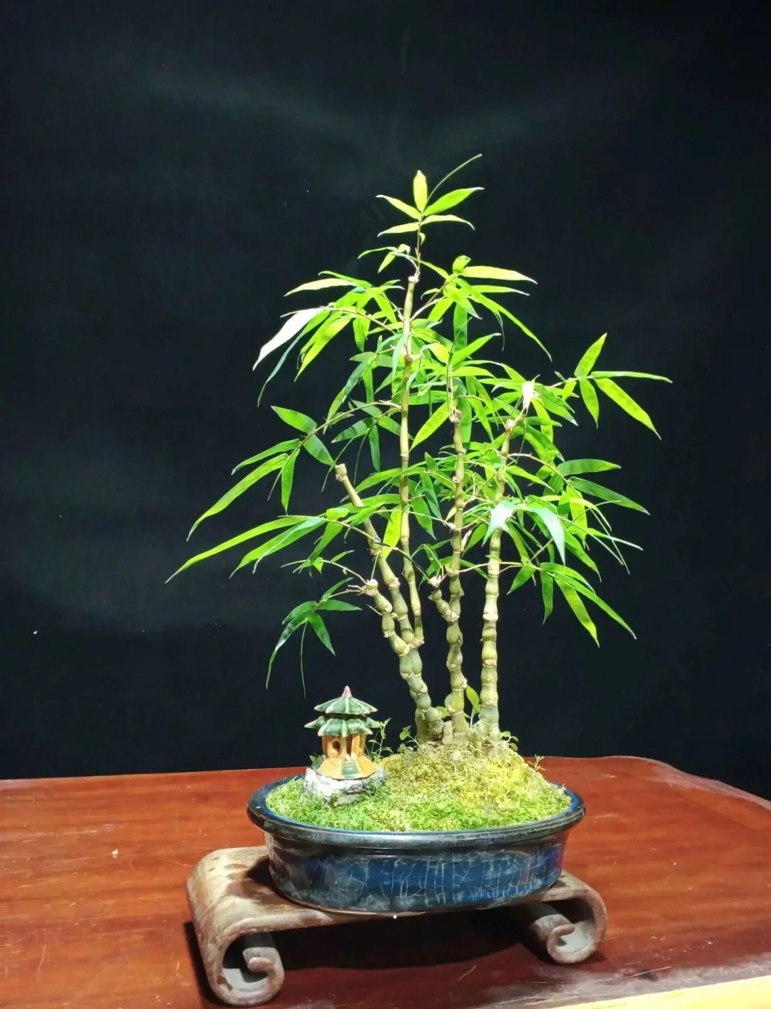 Tre ảnh hưởng gì tới nhà ở? cách trồng tre đúng chỗ cho không gian sống thêm may mắn - Ảnh 5.